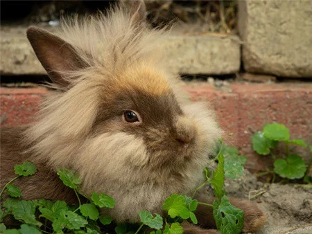 dwarf rabbit lifespan in captivity