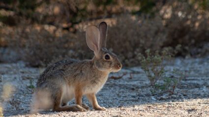 how do rabbits help the ecosystem?