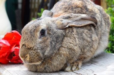 large rabbit care