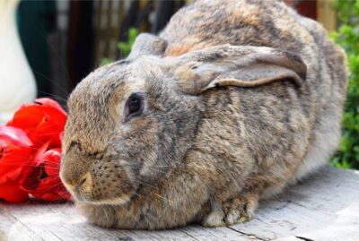 large rabbit care