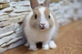 How Long do Dwarf Rabbits Live? (with Life Expectancy Table)