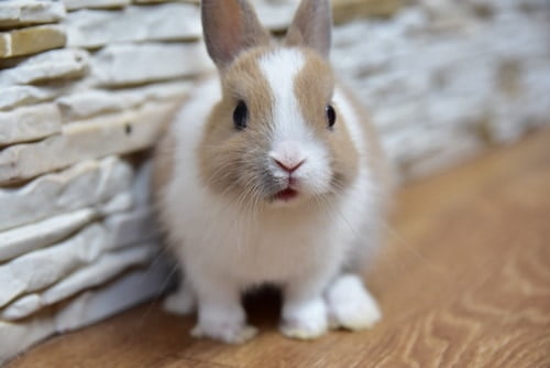 Can dwarf bunnies live inside