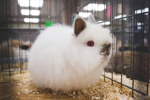 lifespan of pet dwarf rabbits