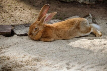 male rabbit name ideas