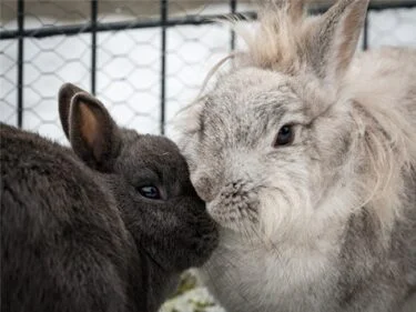 male rabbit pair names