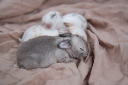 putting a blanket over a rabbit cage