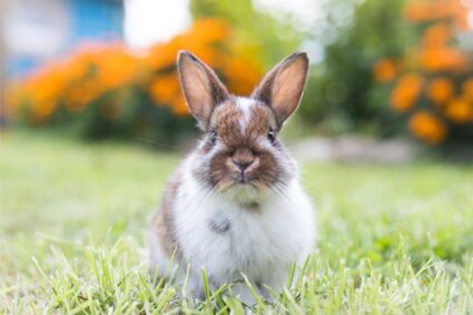 rabbit honking and circling