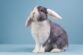 Why Does My Rabbit Shake and Tremble? — Rabbit Care Tips