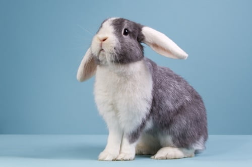 rabbit keeps shaking head and ears