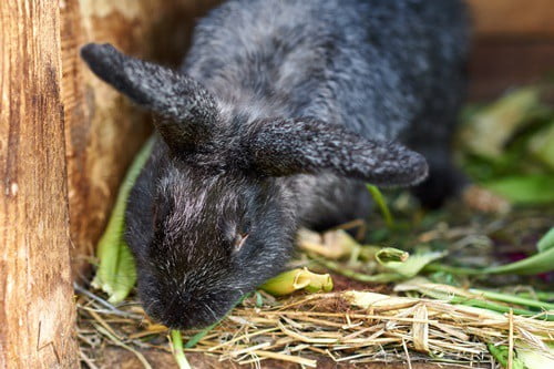 rabbit making purring sound