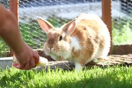 rabbit names for females