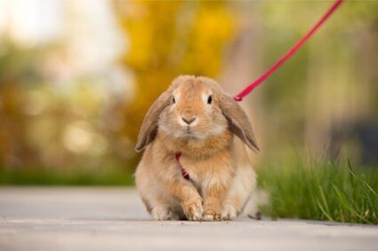 rabbit on a lead