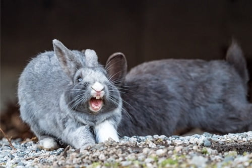 rabbit screaming in distress