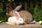 Why Does My Rabbit Shake and Tremble? — Rabbit Care Tips