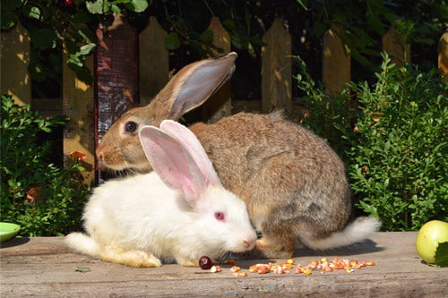 rabbit shaking and laying down