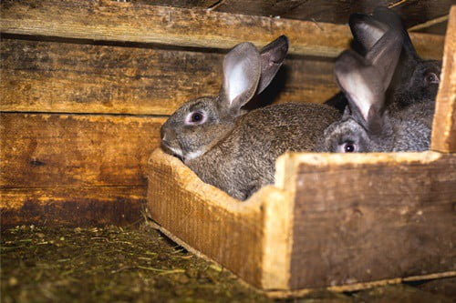 rabbit's stomach making loud gurgling