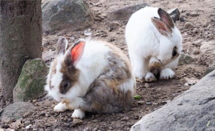 treating fleas on rabbits