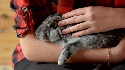 unusual female rabbit names