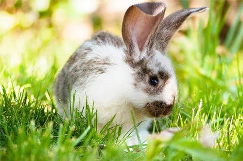 what does rabbit purring mean?