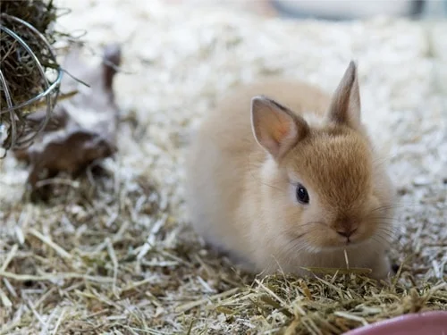what is the average lifespan of dwarf rabbits?