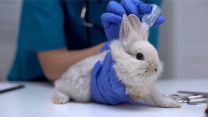 How to Treat Rabbit Fleas — Rabbit Care Tips