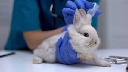 what to do if a rabbit has fleas