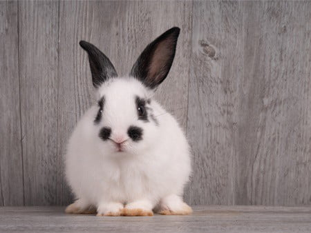 why does my rabbit keep farting?