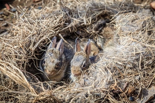 mother rabbit attacking babies