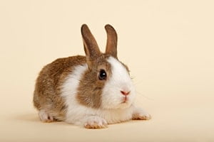 Dutch Rabbit