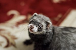 10 Best Small Pets for Cuddling and Hugging — Rabbit Care Tips