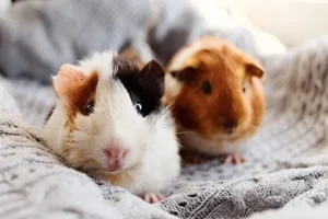 Guinea Pig