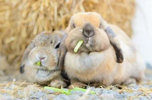 Holland Lop Rabbits