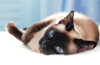 Siamese Cat