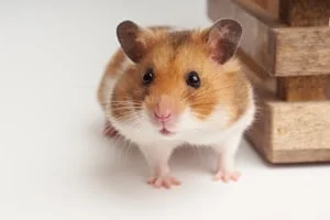 Syrian Hamster