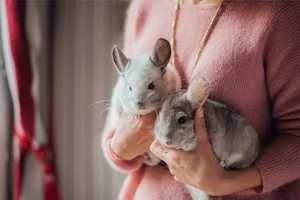 chinchillas