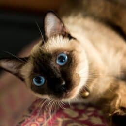 Flemish Giant Rabbits as Pets (A Complete Care Guide  