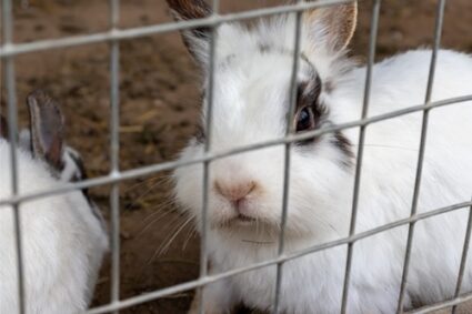 rabbit keeps destroying cage