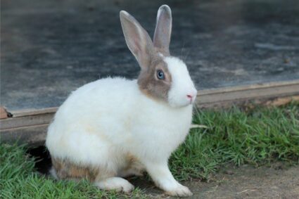 rabbit wet around mouth