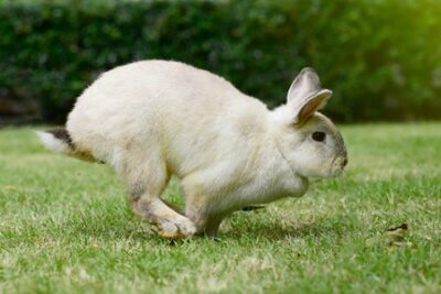 why is my rabbit destroying everything?