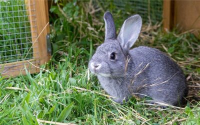 why is my rabbit drooling?