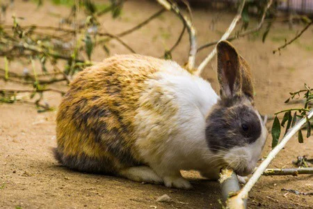 Can rabbits chew branches?