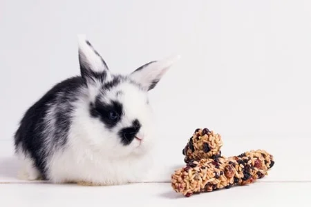 Can rabbits eat dry cereal?