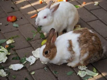 Can rabbits eat vegetable leaves?
