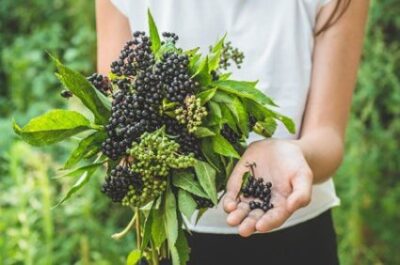 Do Rabbits Eat Elderberries?