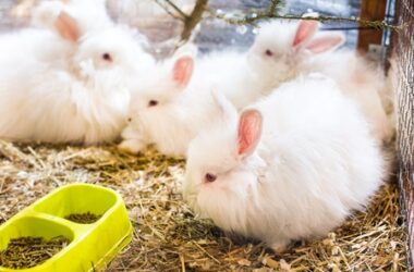 French Angora rabbit care