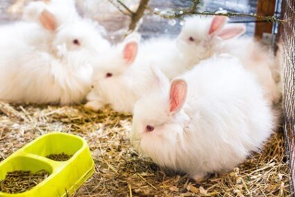 French Angora rabbit care