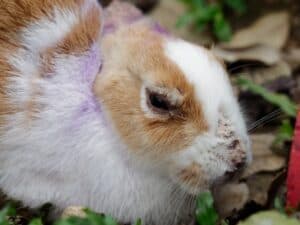 Patchy Rabbits Why is My Rabbit Losing Patches of Fur? — Rabbit Care Tips