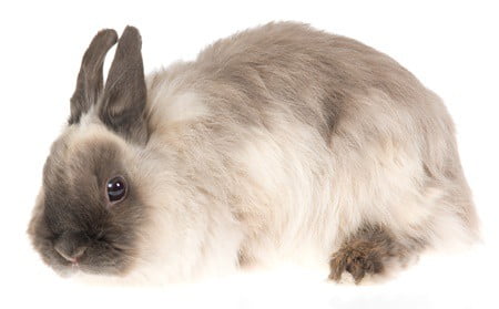 Jersey Wooly Rabbits As Pets: A Complete Guide to Care