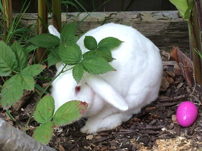 are blueberries healthy for rabbits?