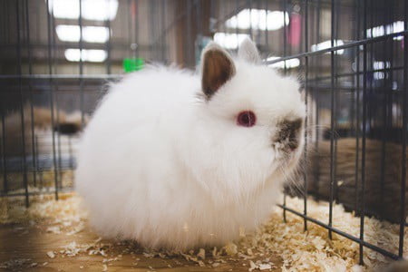 are jersey wooly rabbits good pets?